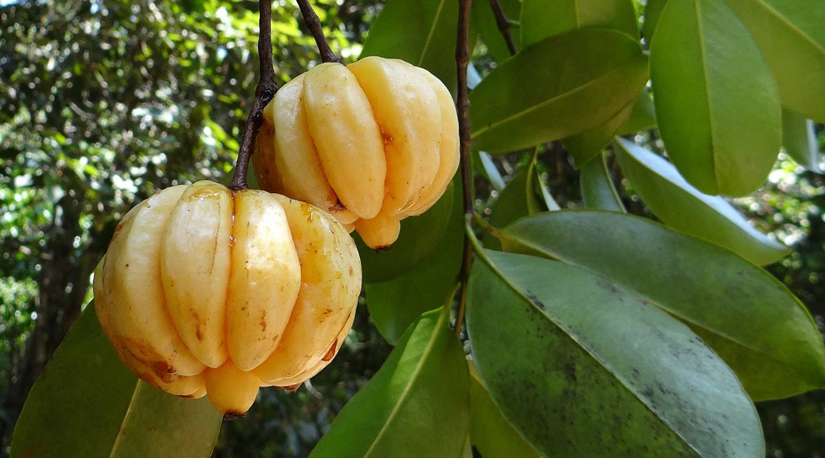 mogen Garcinia cambogia frukt på träd